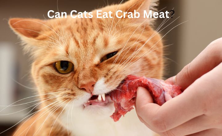 Can Cats Eat Crab Meat?