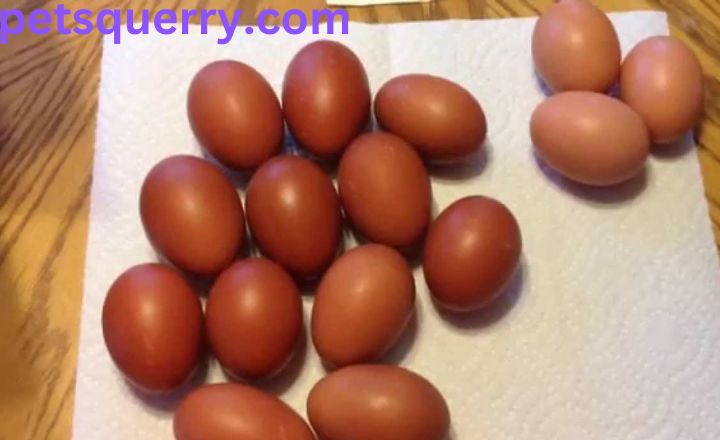 How Many Eggs Do Black Copper Marans Lay?