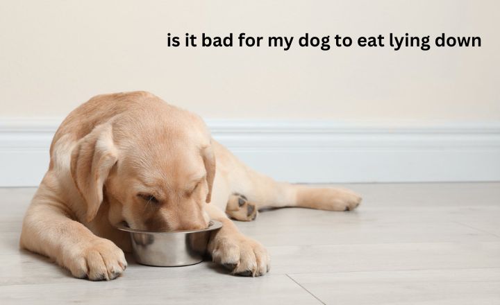 is it bad for my dog to eat lying down