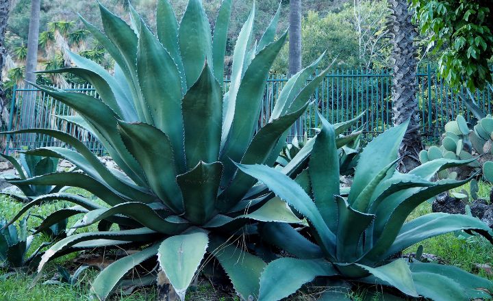 Maguey
