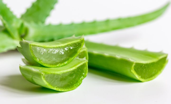 Plants that Look like Aloe Vera and Their Benefits (with Pictures)