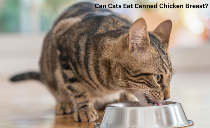 Can-Cats-Eat-Canned-Chicken-Breast