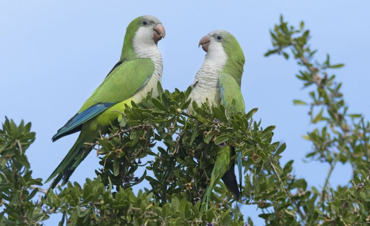 Parrots-in-Florida