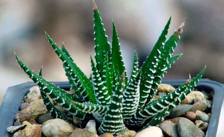 Haworthia