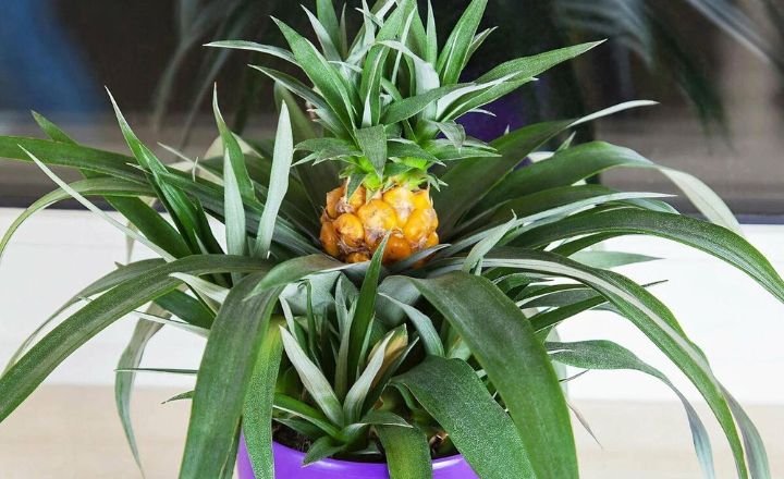 Pineapple plant