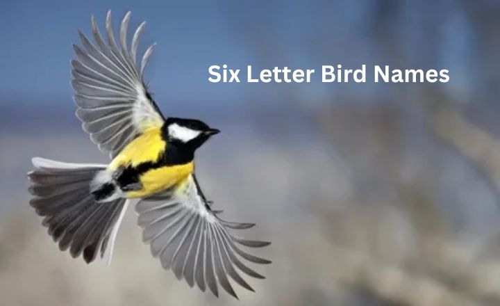 Six Letter Bird Names