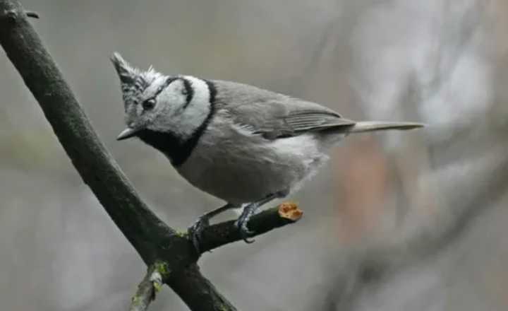 crested birds would be complete without mentioning the aptly named Crested Tit