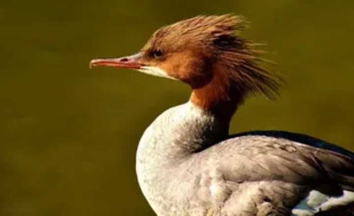 Hooded Mergansers are prime examples of ducks sporting a mohawk hairstyle