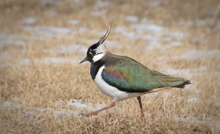 The Northern Lapwing is a sizable bird distinguished by its remarkable crest.