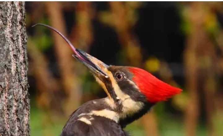 When birdwatchers manage to overlook the impressive size of Pileated Woodpeckers,
