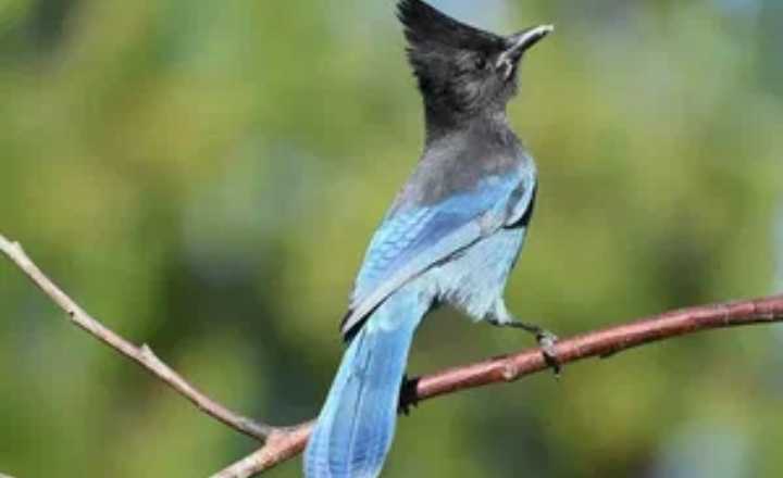 Steller's Jays are striking birds characterized by their black and blue plumag
