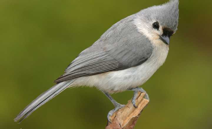 The Tufted Titmouse is an endearing little gray bird distinguished by its crest and amusing name