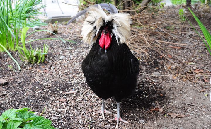 Polish chickens With Mohawks