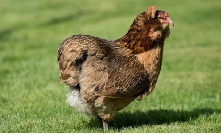 Araucana chickens with mohawks