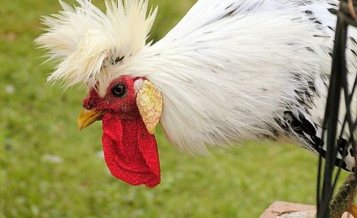 Appenzeller Spitzhauben chickens with mohawks